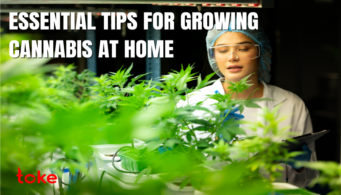 Essential Tips for Growing Cannabis at Home - A guide to successful home cultivation.