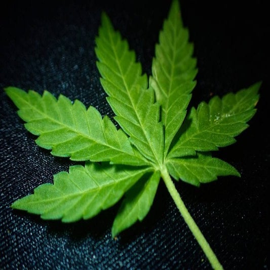 Picture of a marijuana leaf.