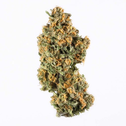 Champagne Strain