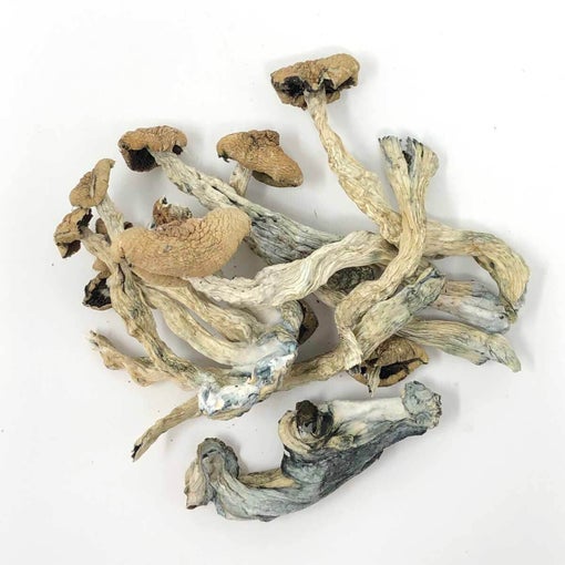 amazonian-magic-mushrooms-buy-online-canada-01