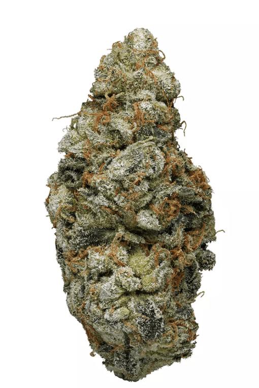 blue cookies Strain