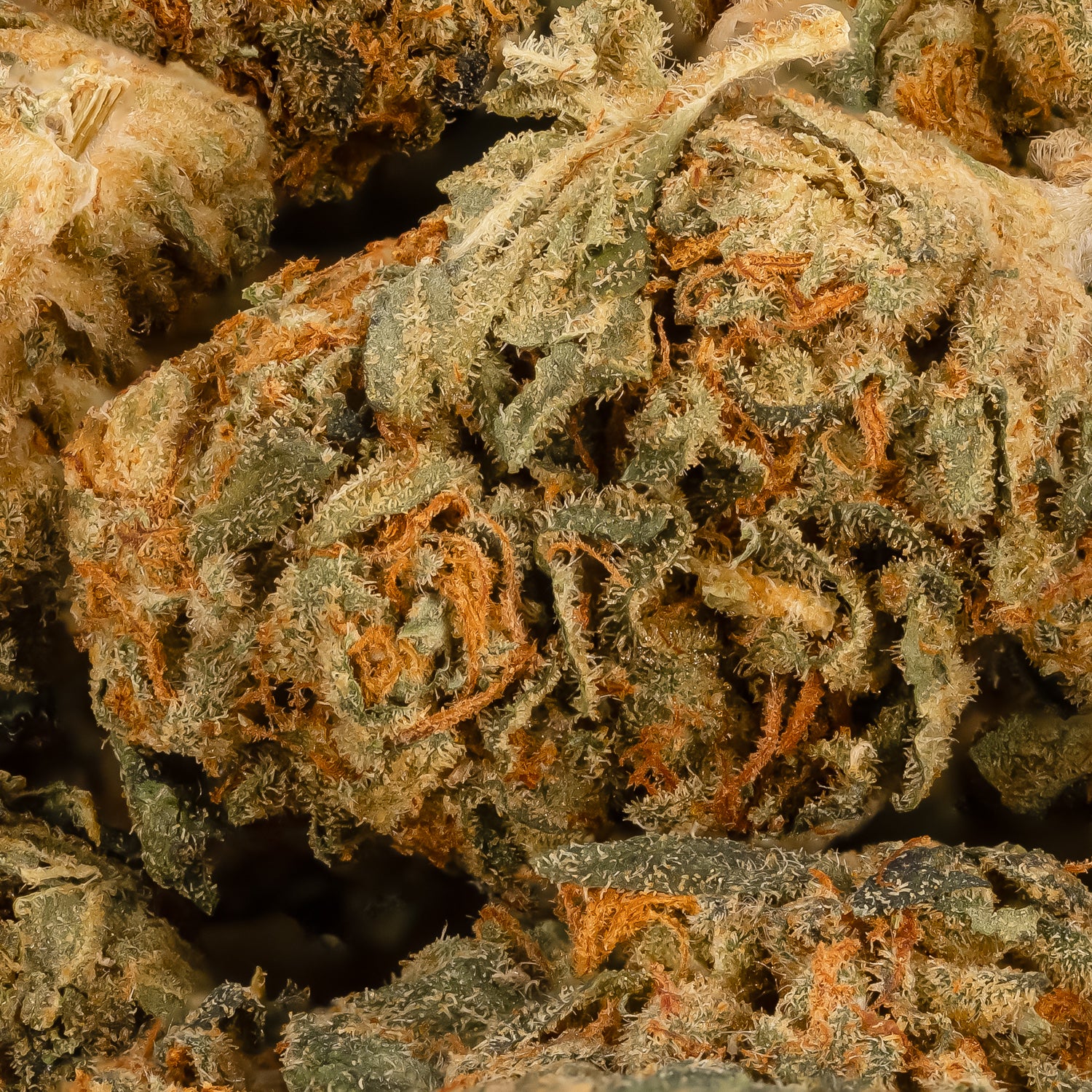 OGKush-PeoplesChoice-03 (1)