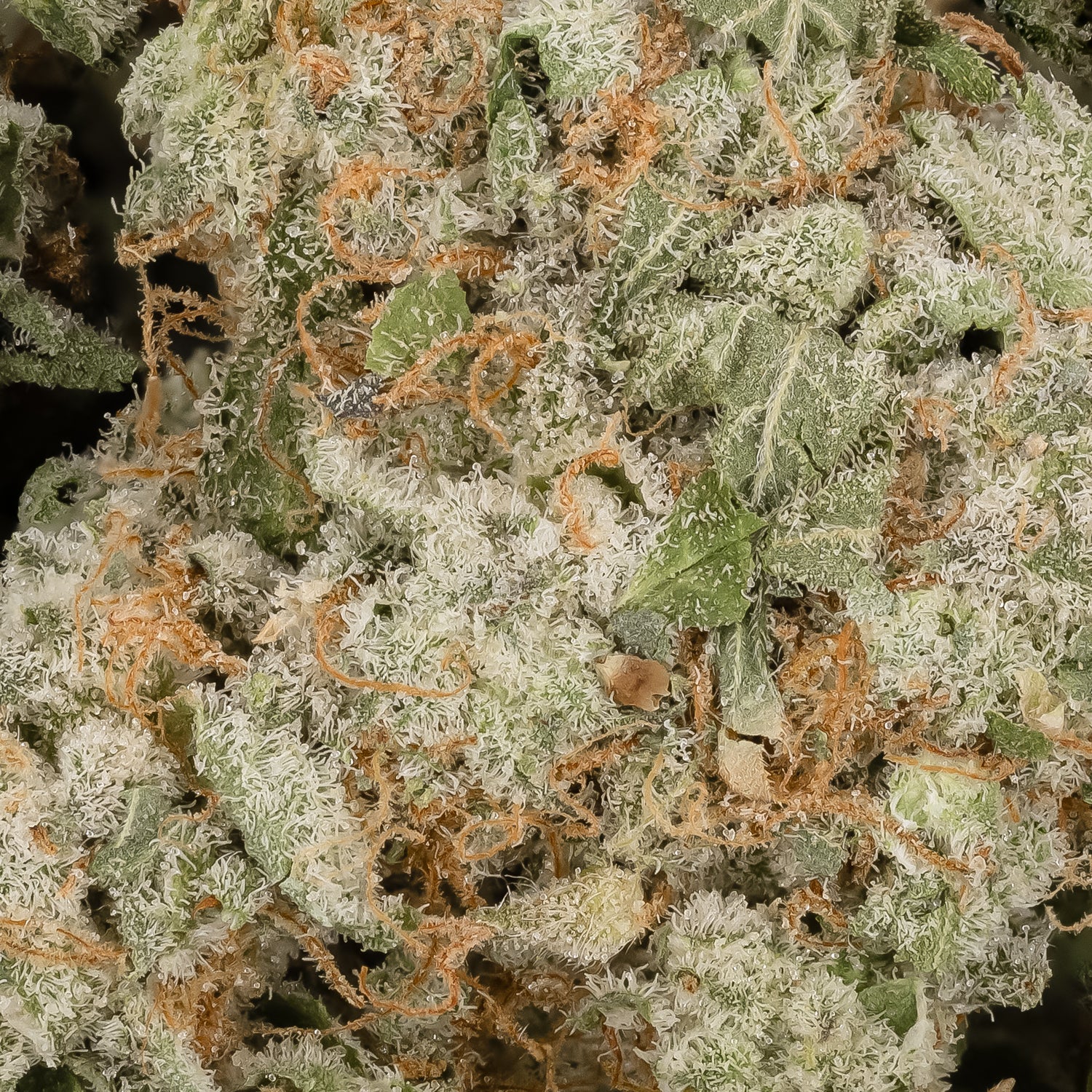 VanillaRuntzSmalls-LuckyFarms-03