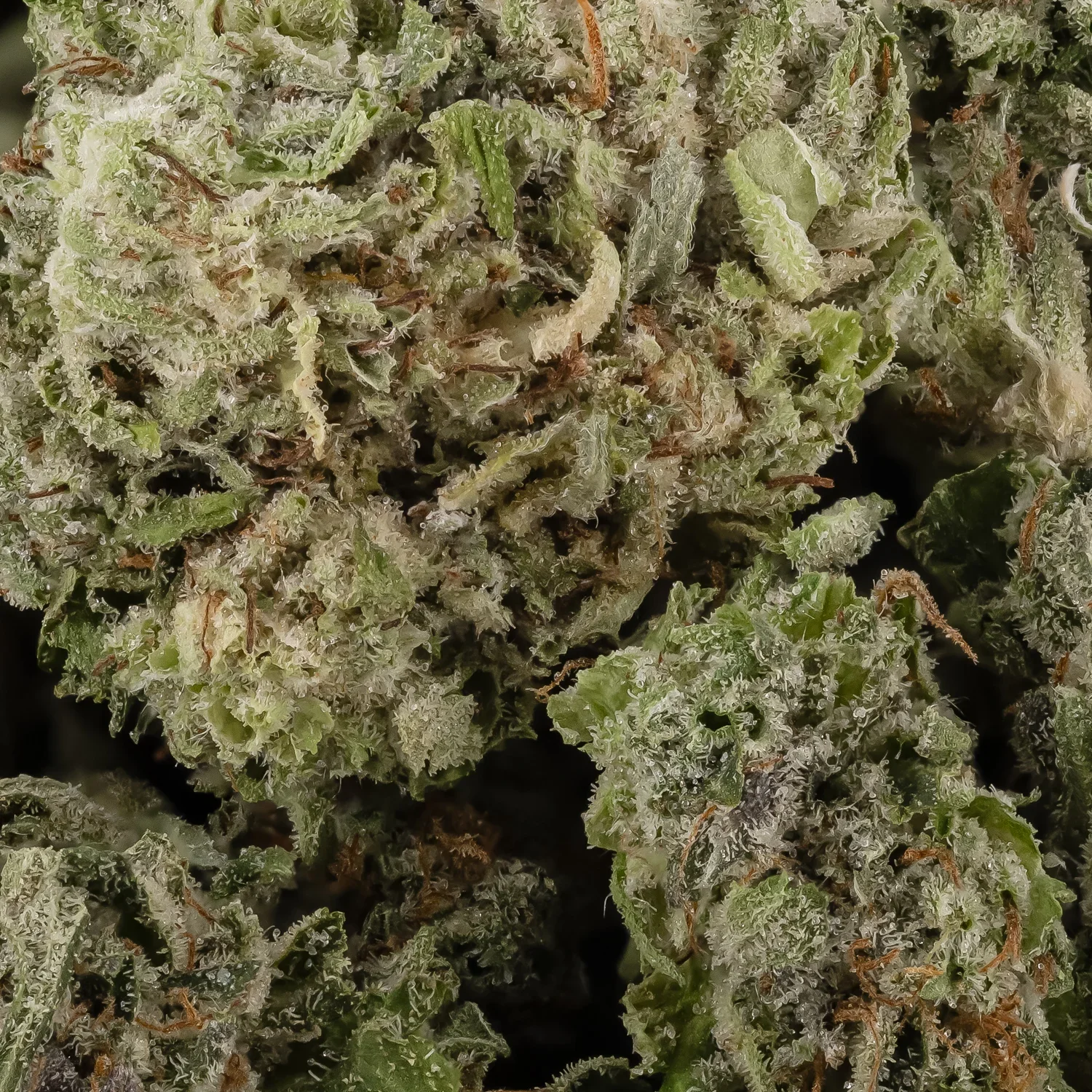 DiamondKushSmalls-LuckyFarmsSmalls-02