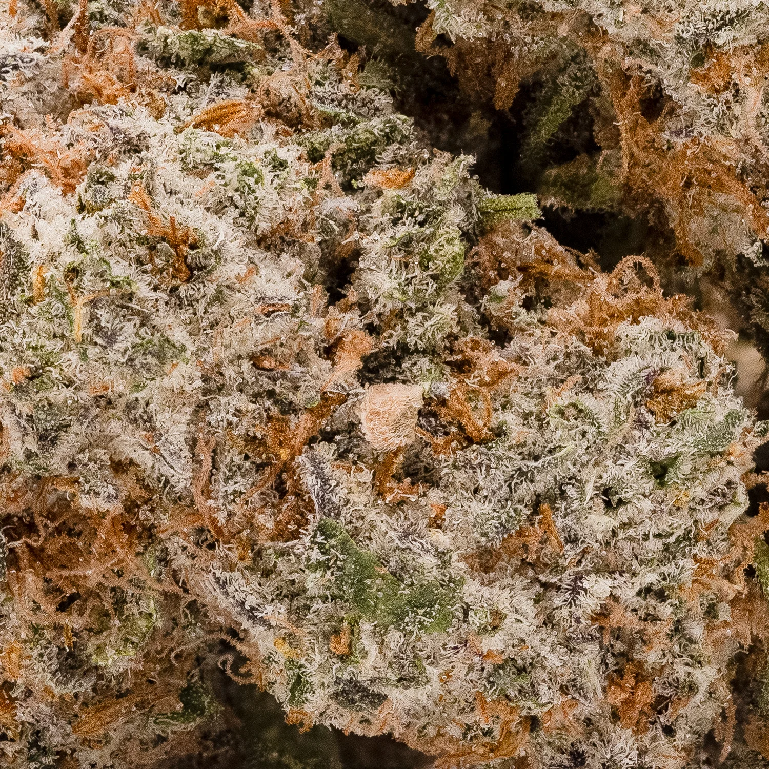 BlackDomino-LuckyFarms-05