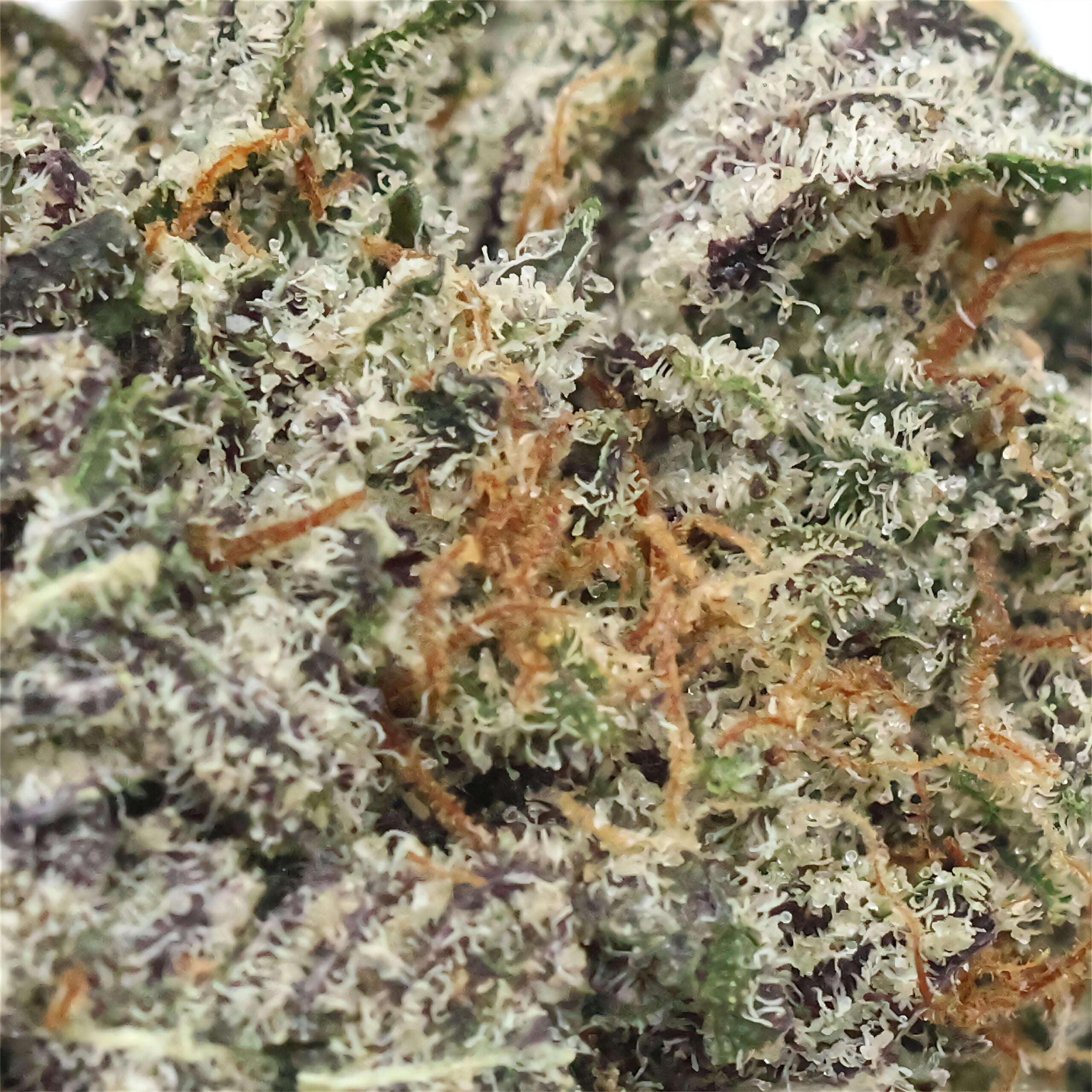 LuckyFarms-MonsterCookie-04