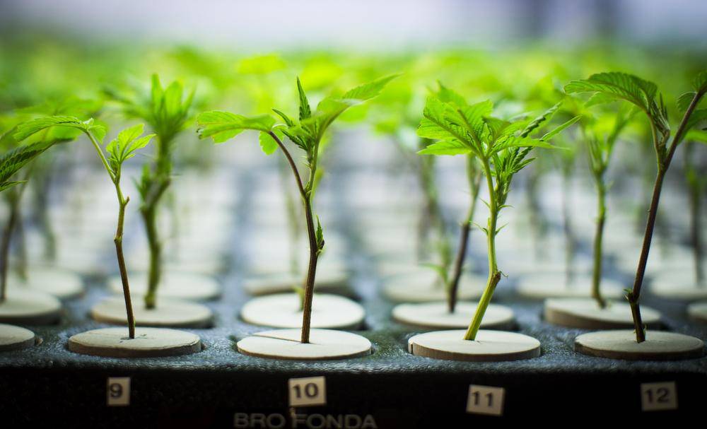 Just Cannabis Industry News