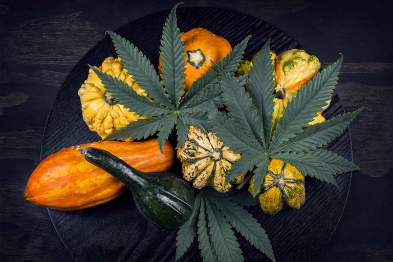 fall cannabis lightshade