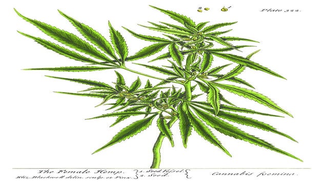 the female hemp plant cannabis foemina elizabeth blackwell