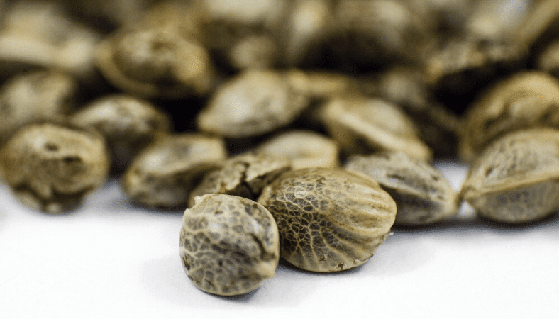 Cannabis Seeds 101