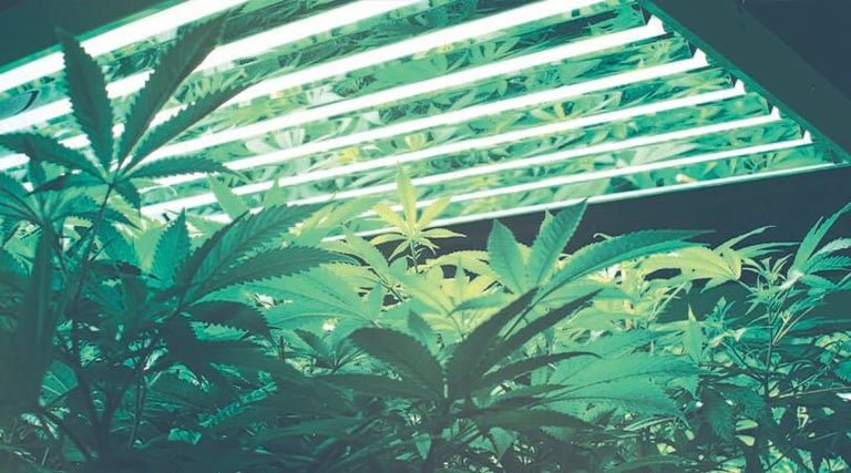 How to Grow Weed