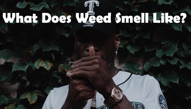 What does Weed Smell Like