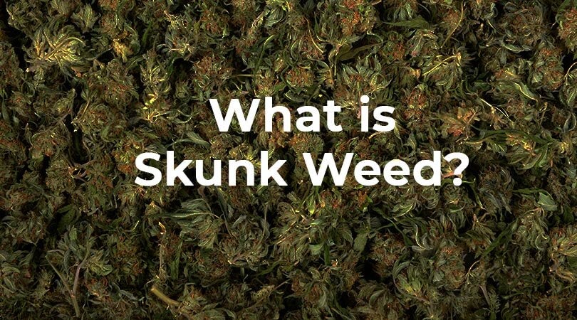 What is Skunk Weed