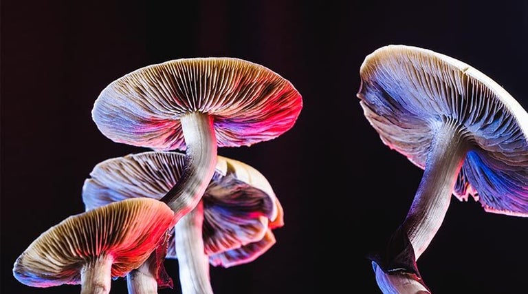 What Are Shrooms