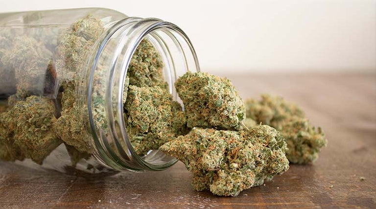 Best Sativa Weed Strains