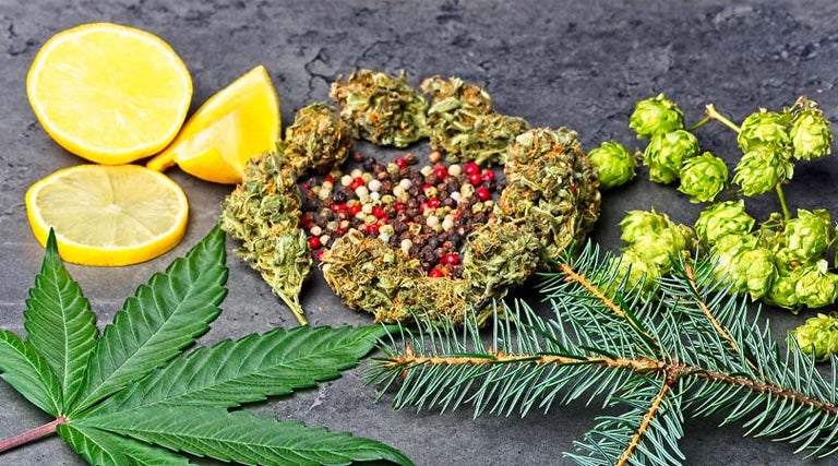 What-are-Terpenes