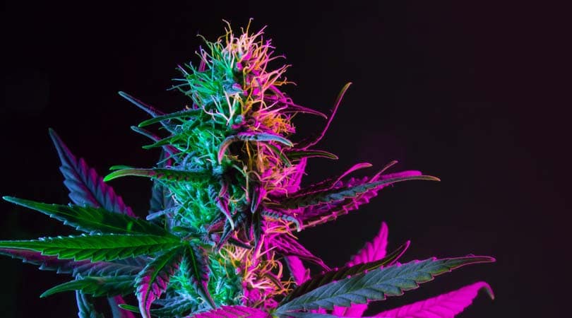 Top 5 Kush Weed Strains