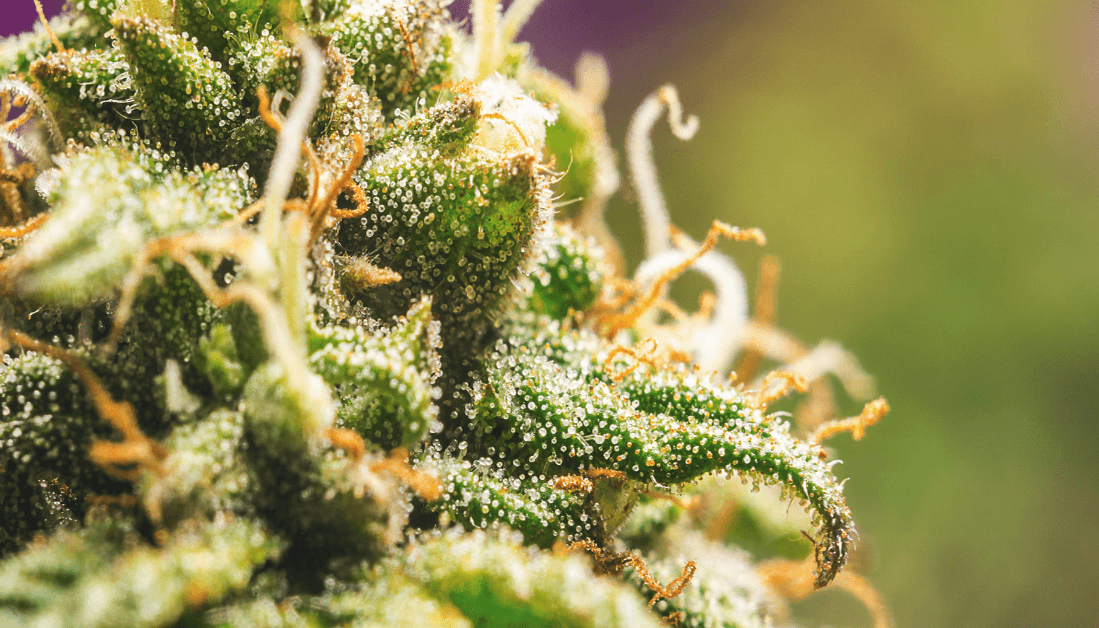 top 10 cannabis strains