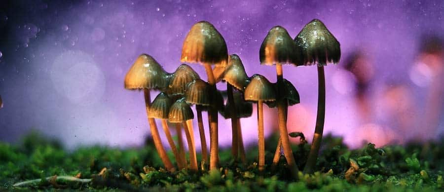 How Long Do Shrooms Take To Kick In?