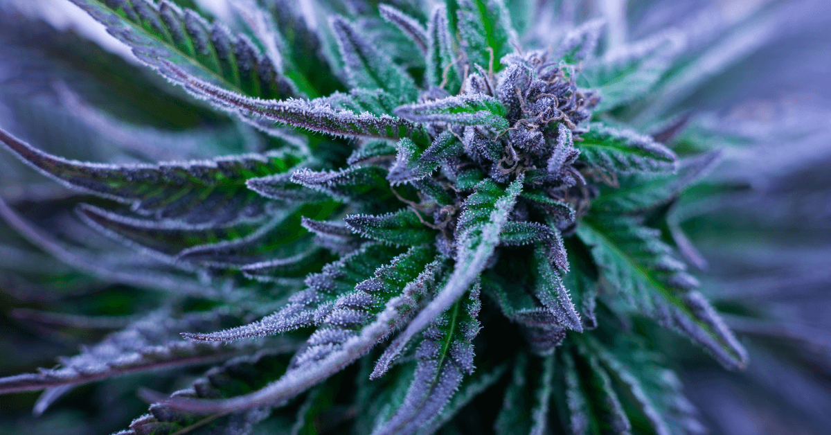 Top 10 Blue Weed Strains