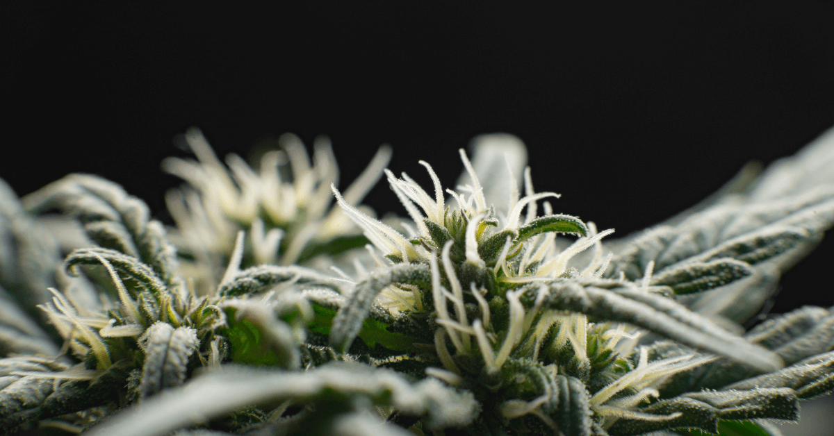 Top CBD Weed Strains