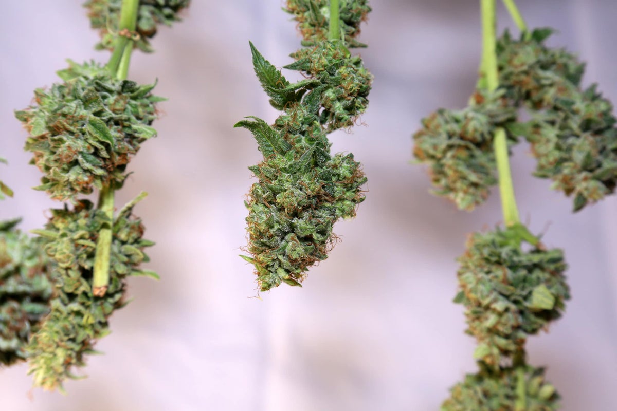 How To Dry And Cure Weed