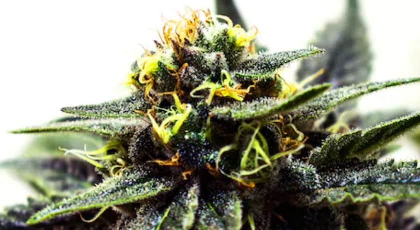 Best Fictional Weed Names