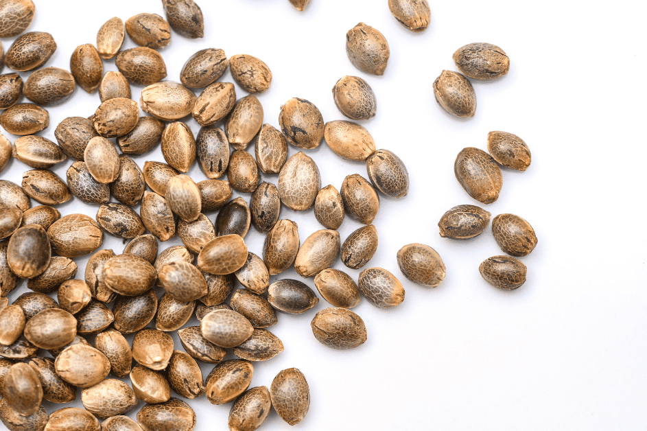 What Are Cannabis Seeds?