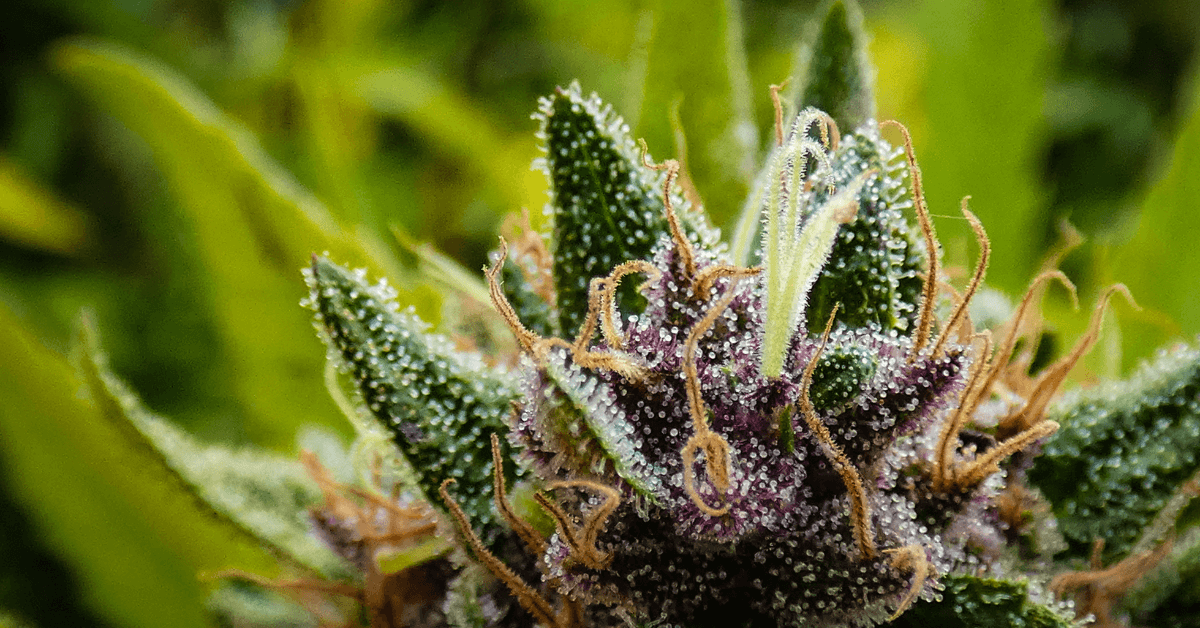 How Much Does Weed Cost?