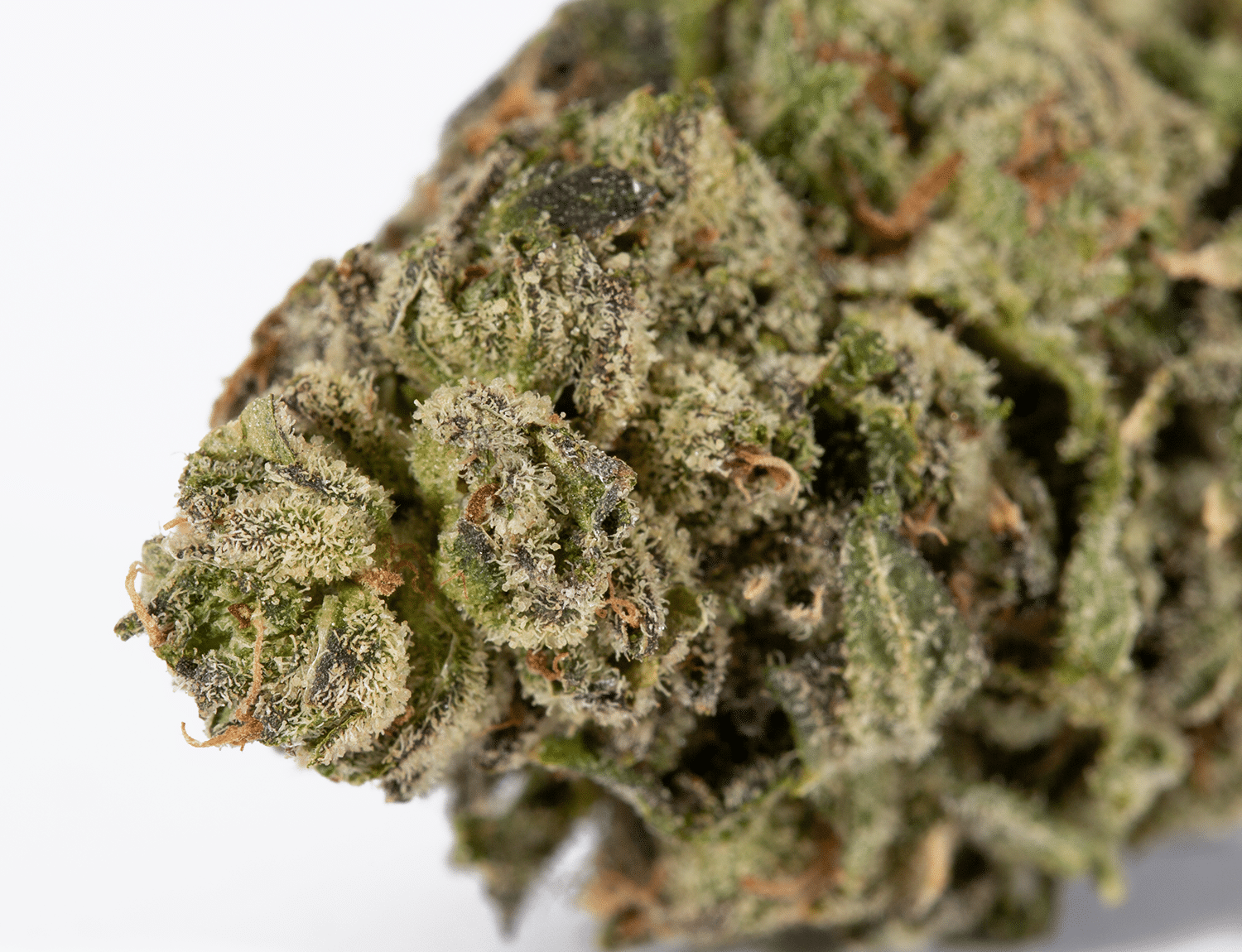 Buy Berner Cookies Online + Free Joint | Online Dispensary Canada