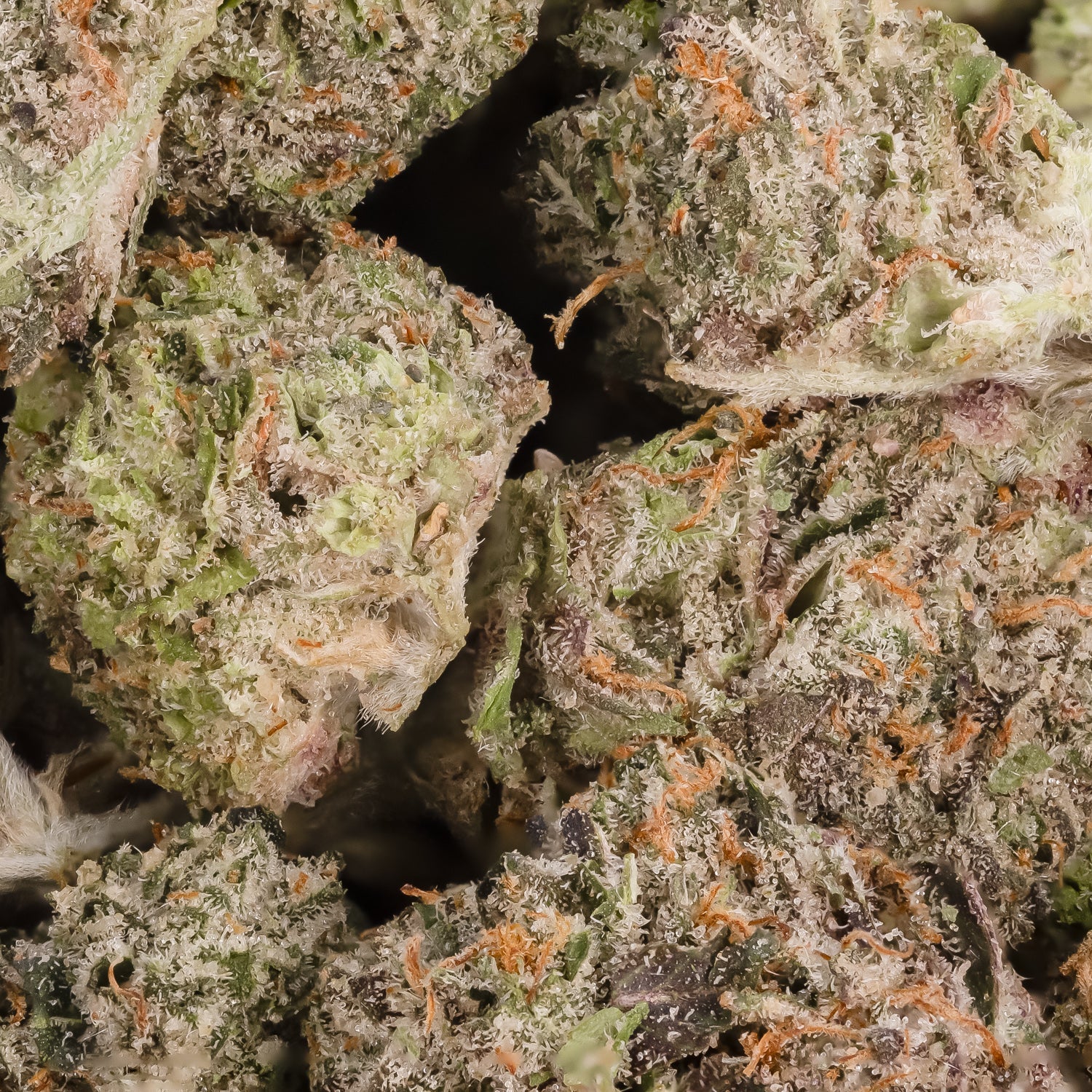 JetFuelOG-LuckyFarms-03