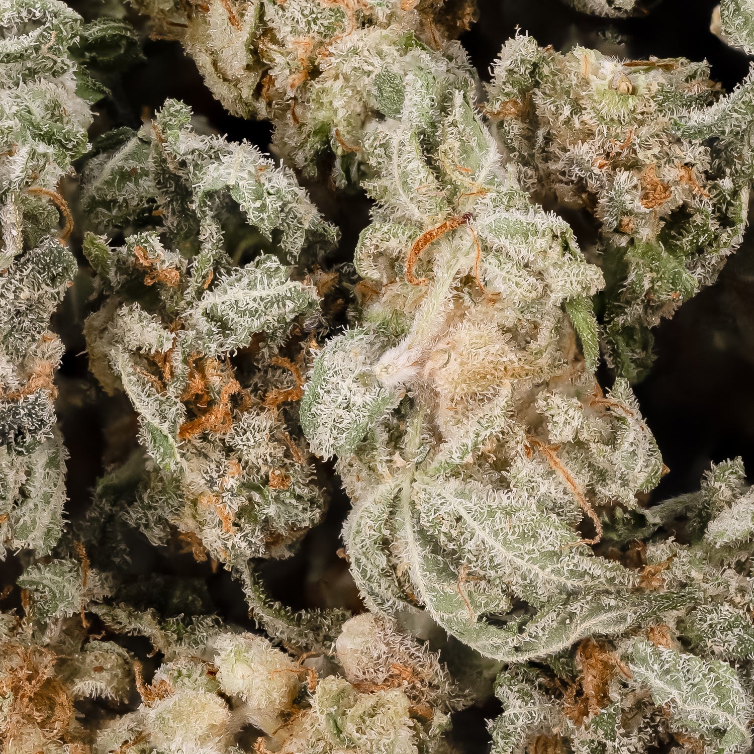 Medusa-LuckyFarms-02