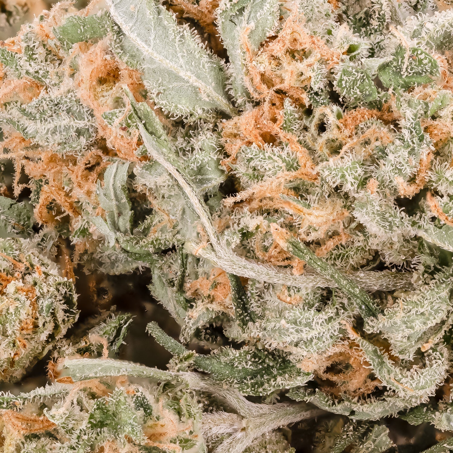 PineappleExpressSmalls-LuckyFarms-03