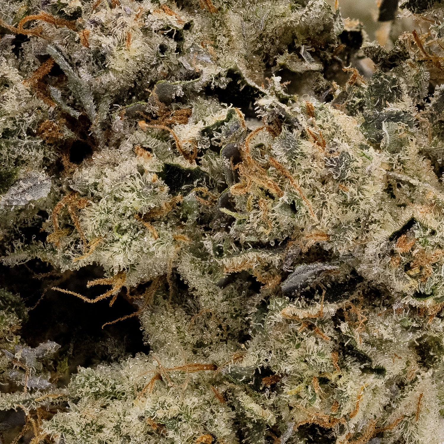 PinkGrease-Albatross-05