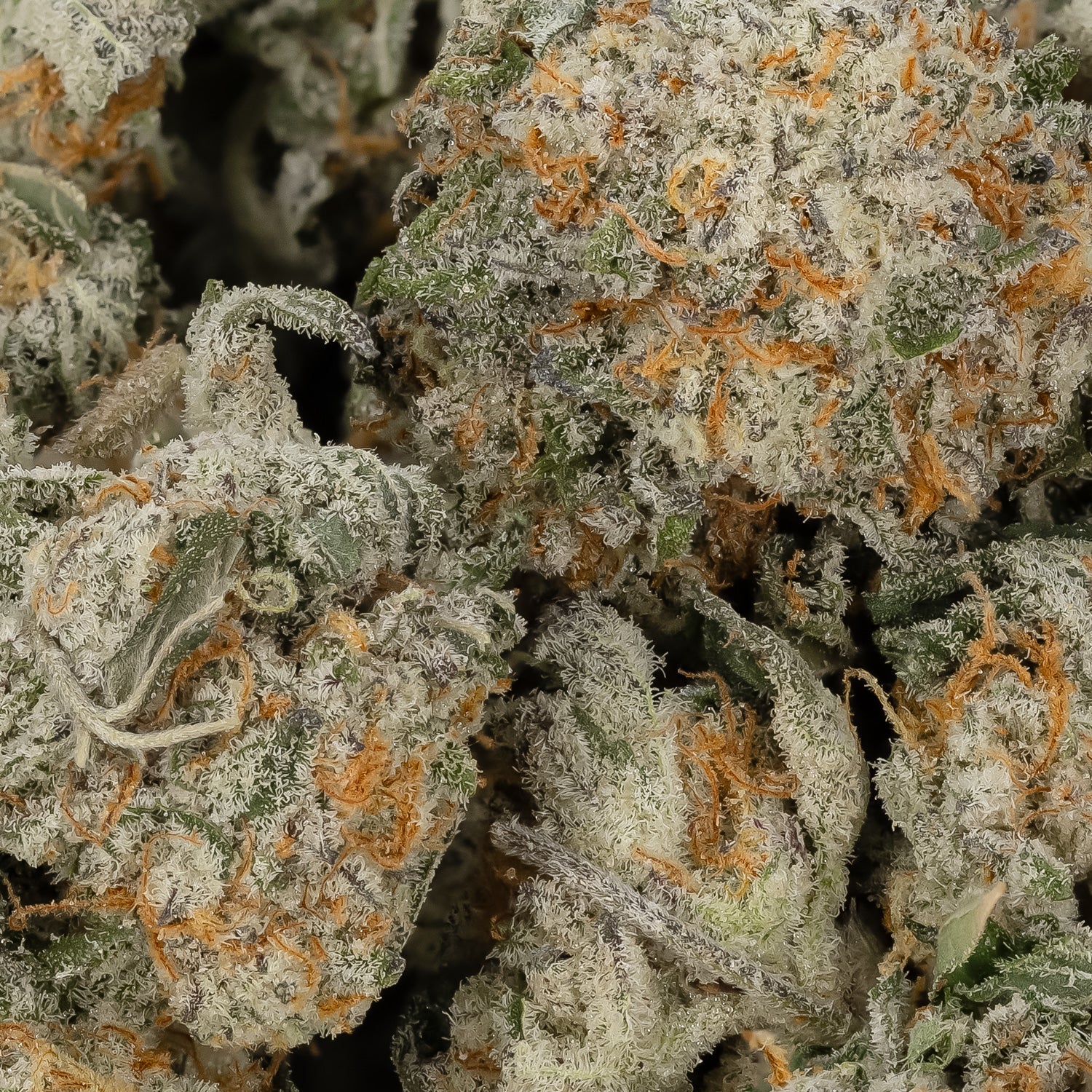 Superpink-LuckyFarms-02