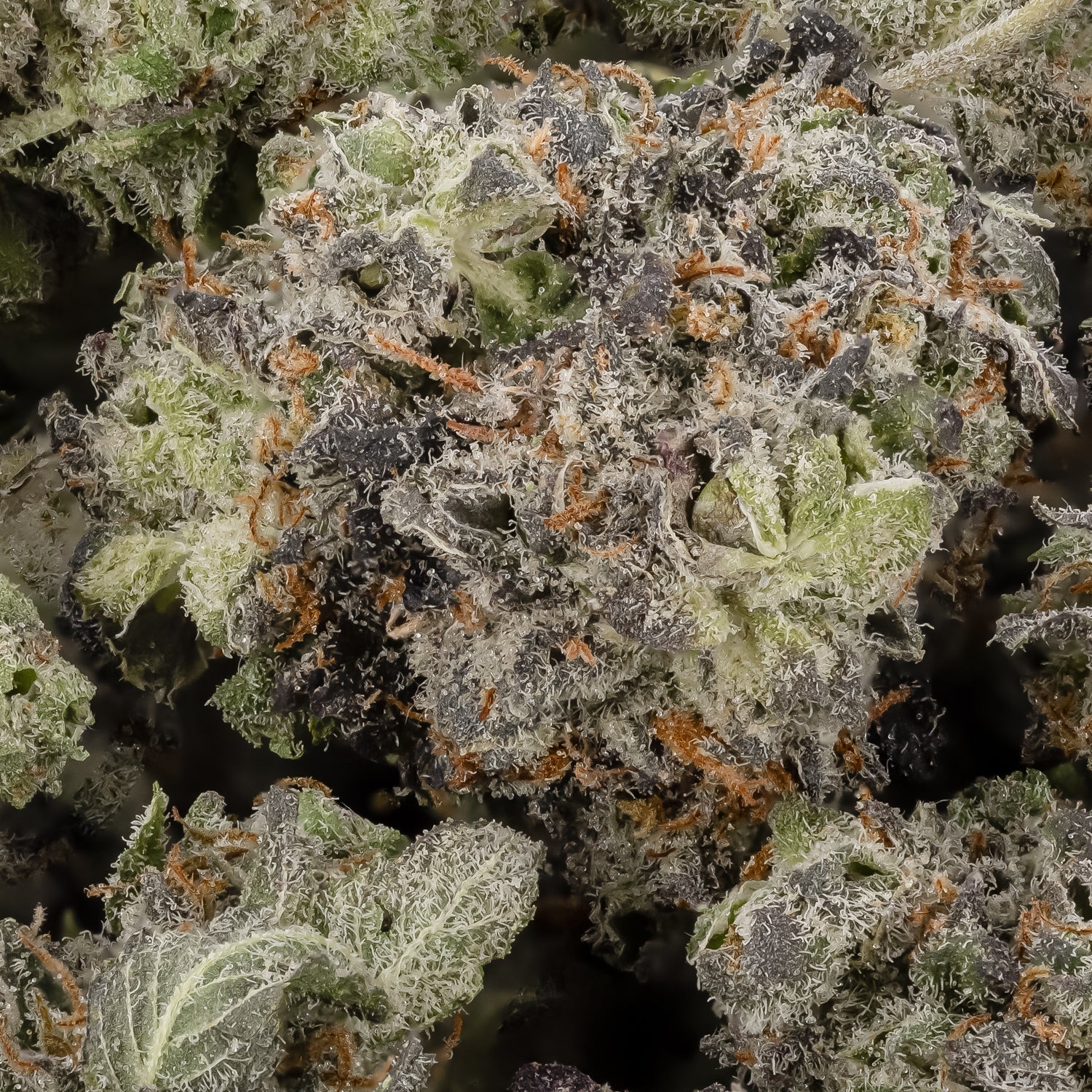 PurplePunchSmalls-LuckyFarmsSmalls-02