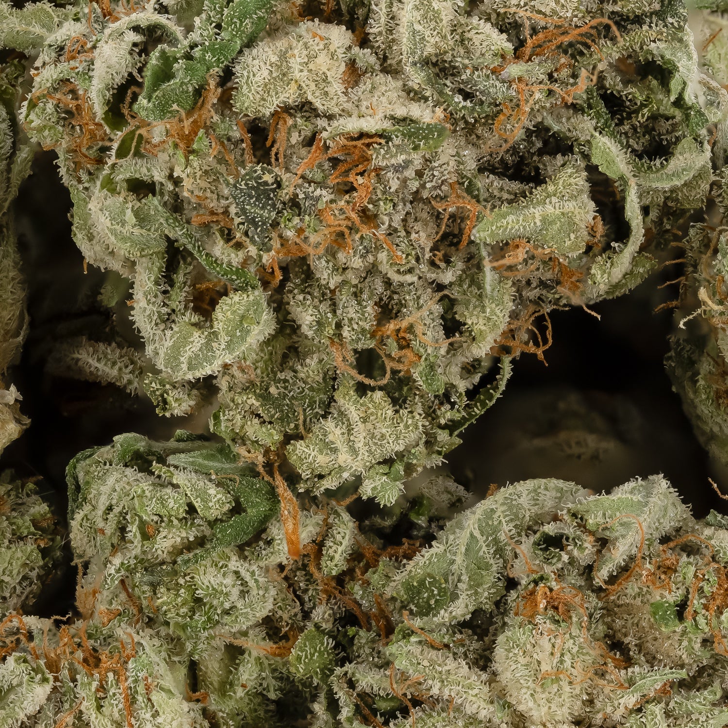 AK47-LuckyFarmsSmalls-03