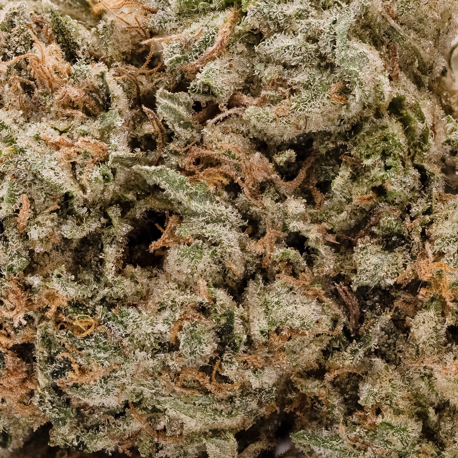 GalacticGas-Superdank-05