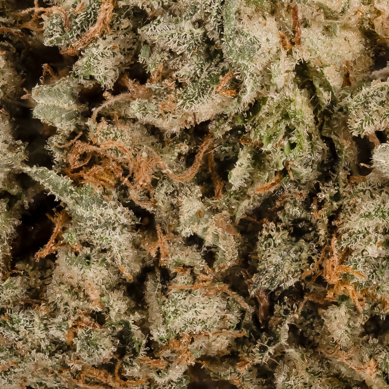 GalacticGas-Superdank-06