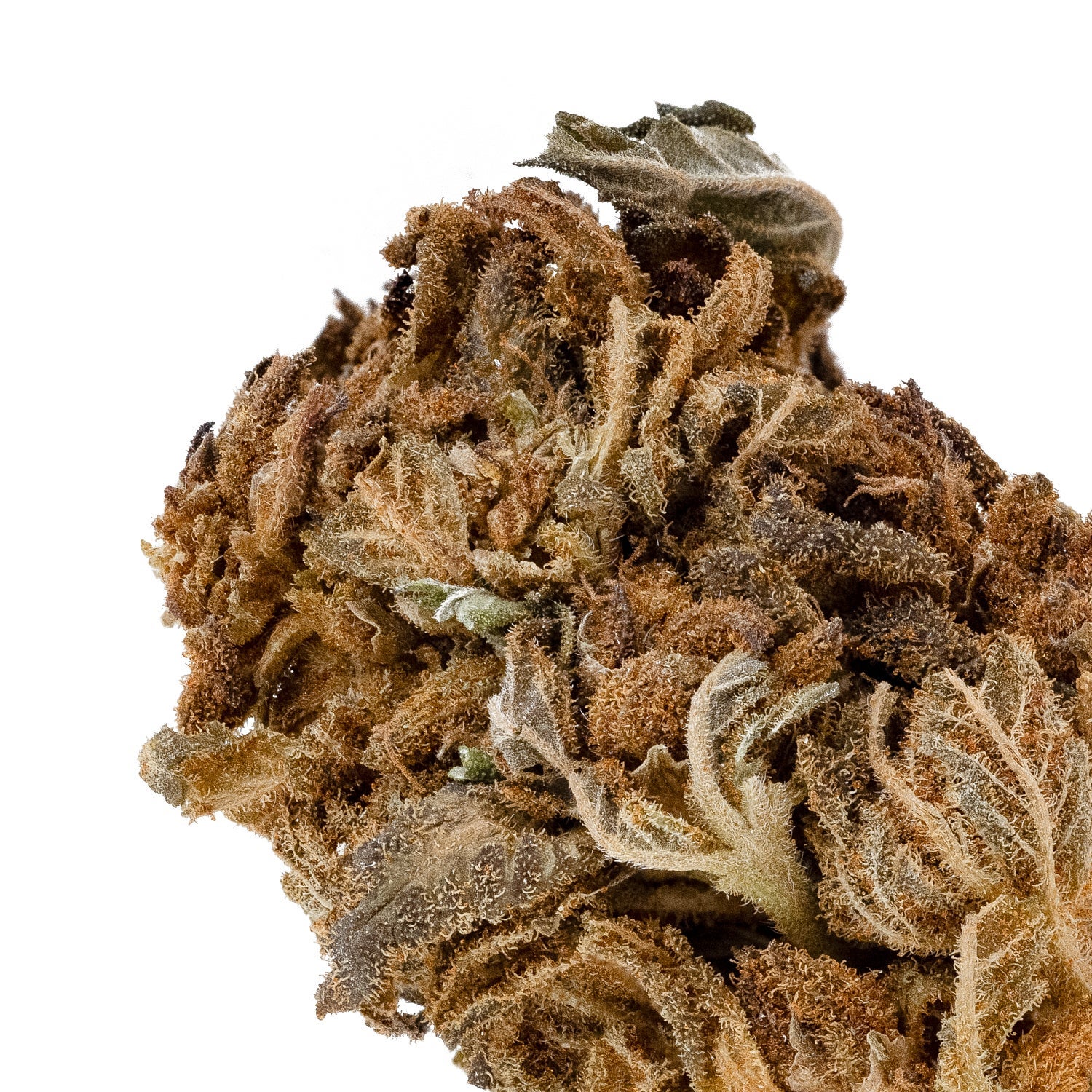 GorillaGlue-PeoplesChoice-04