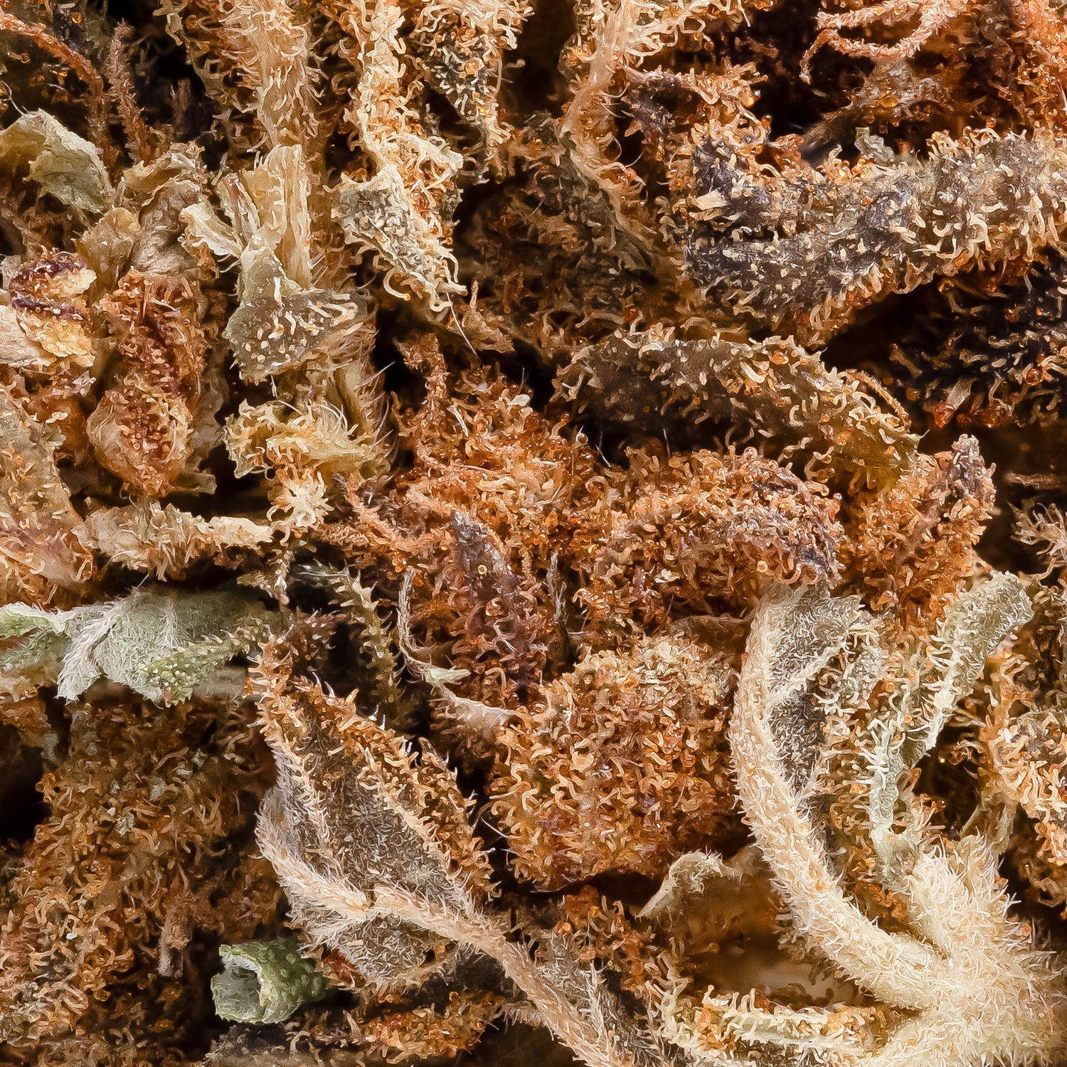 GorillaGlue-PeoplesChoice-06