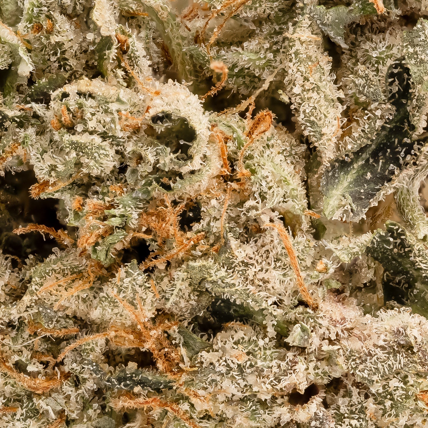 NorthernLights-LuckyFarms-06