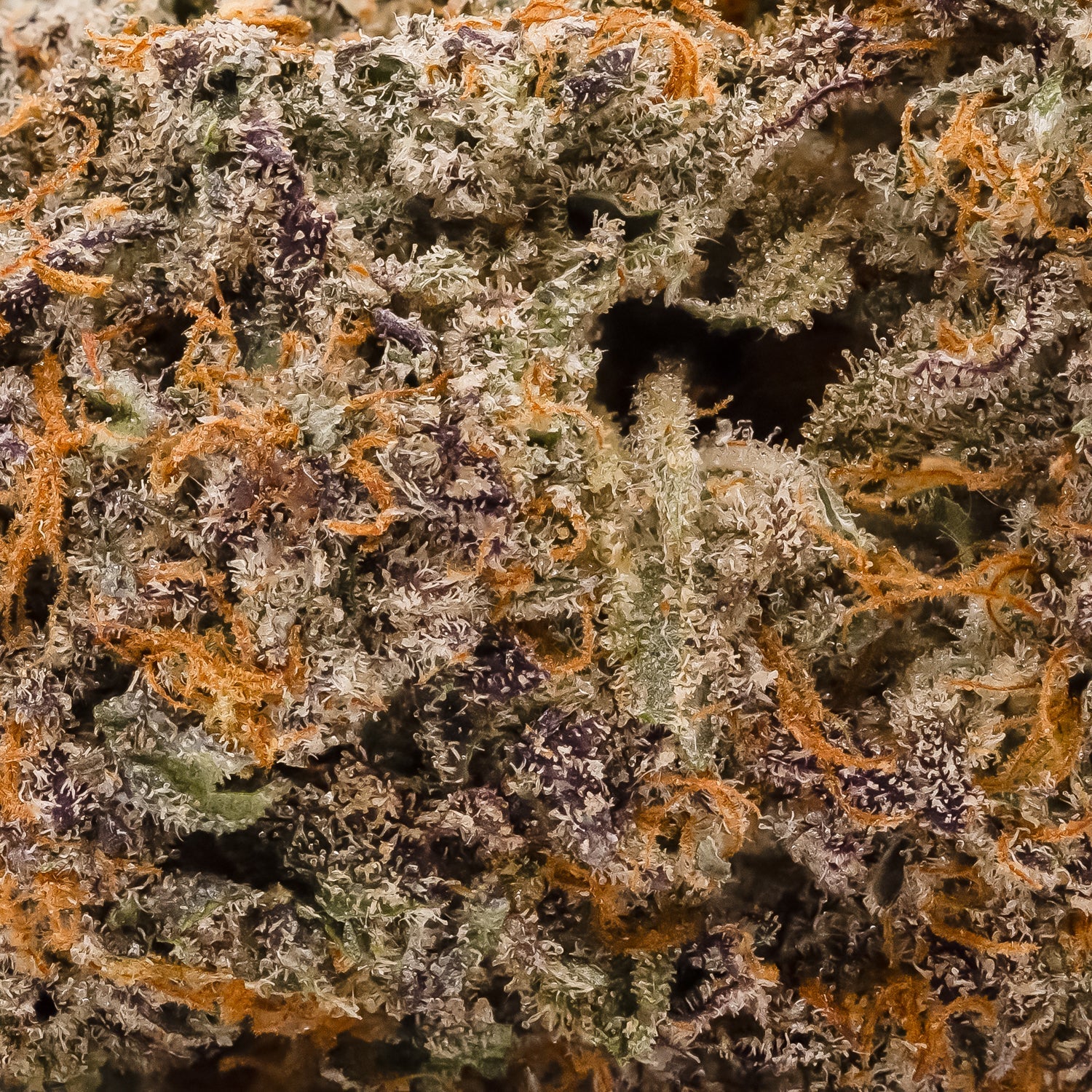 SweetGasGelato-Hoot-05