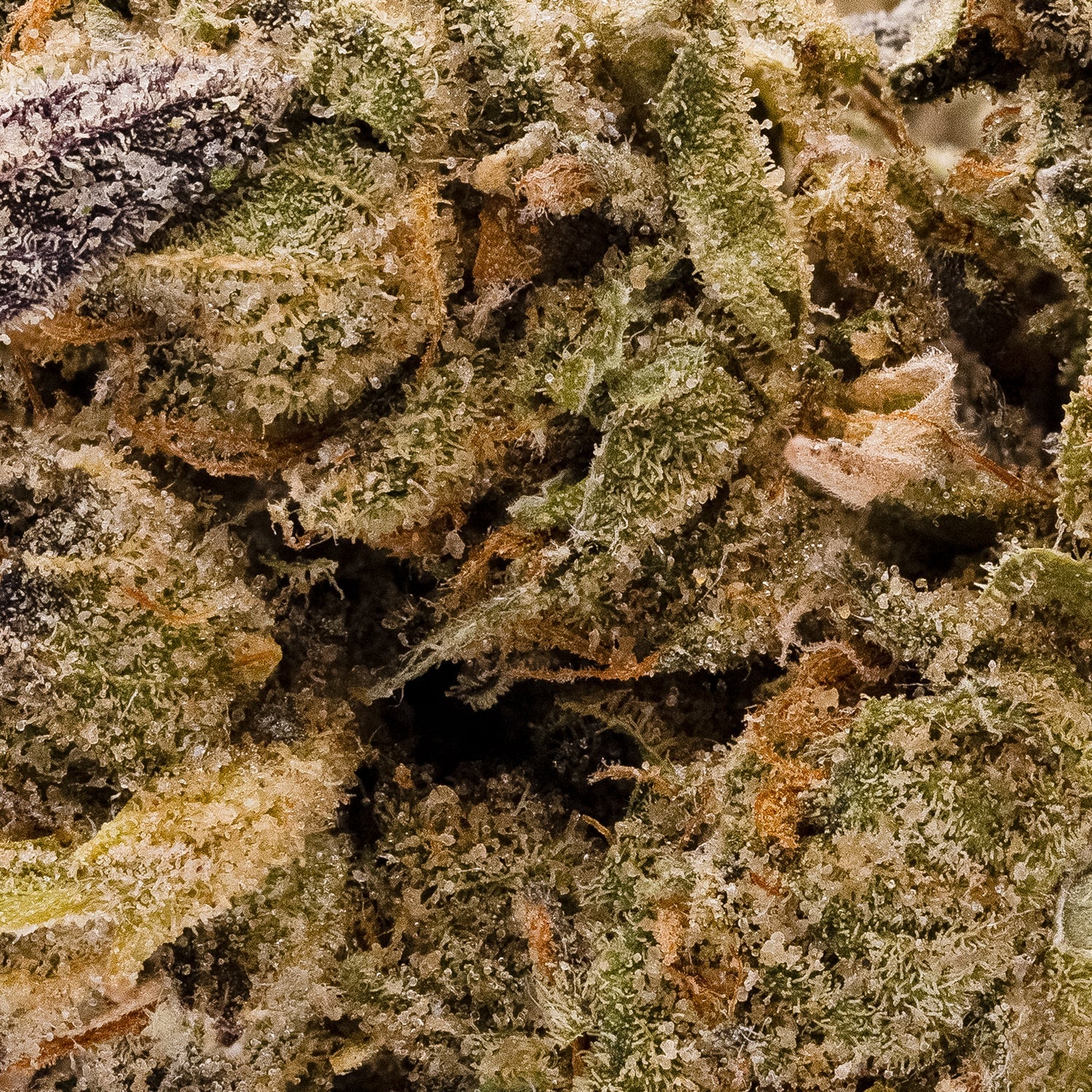 WhiteLightning-LuckyFarms-05