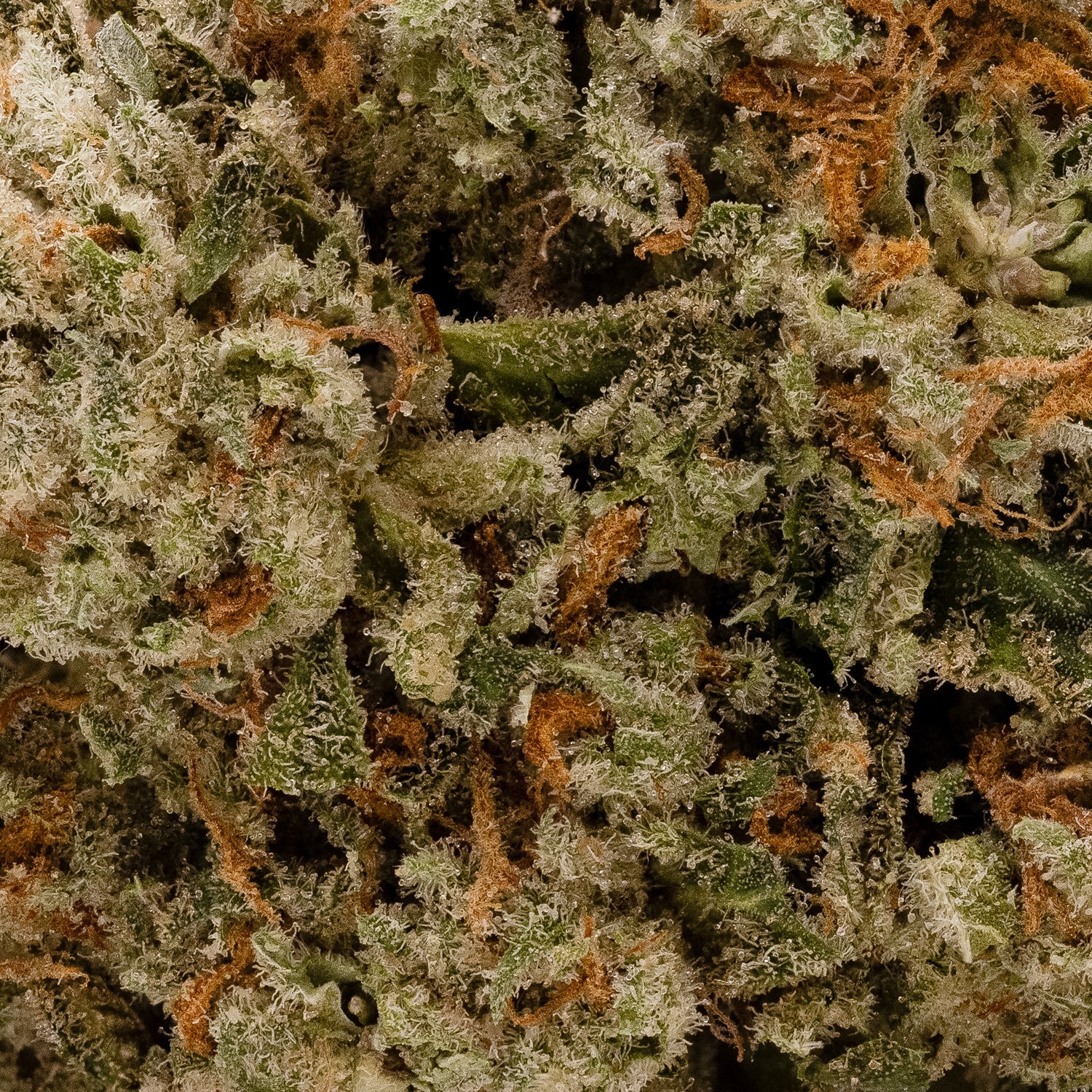 GlitterBomb-LukcyFarms-05
