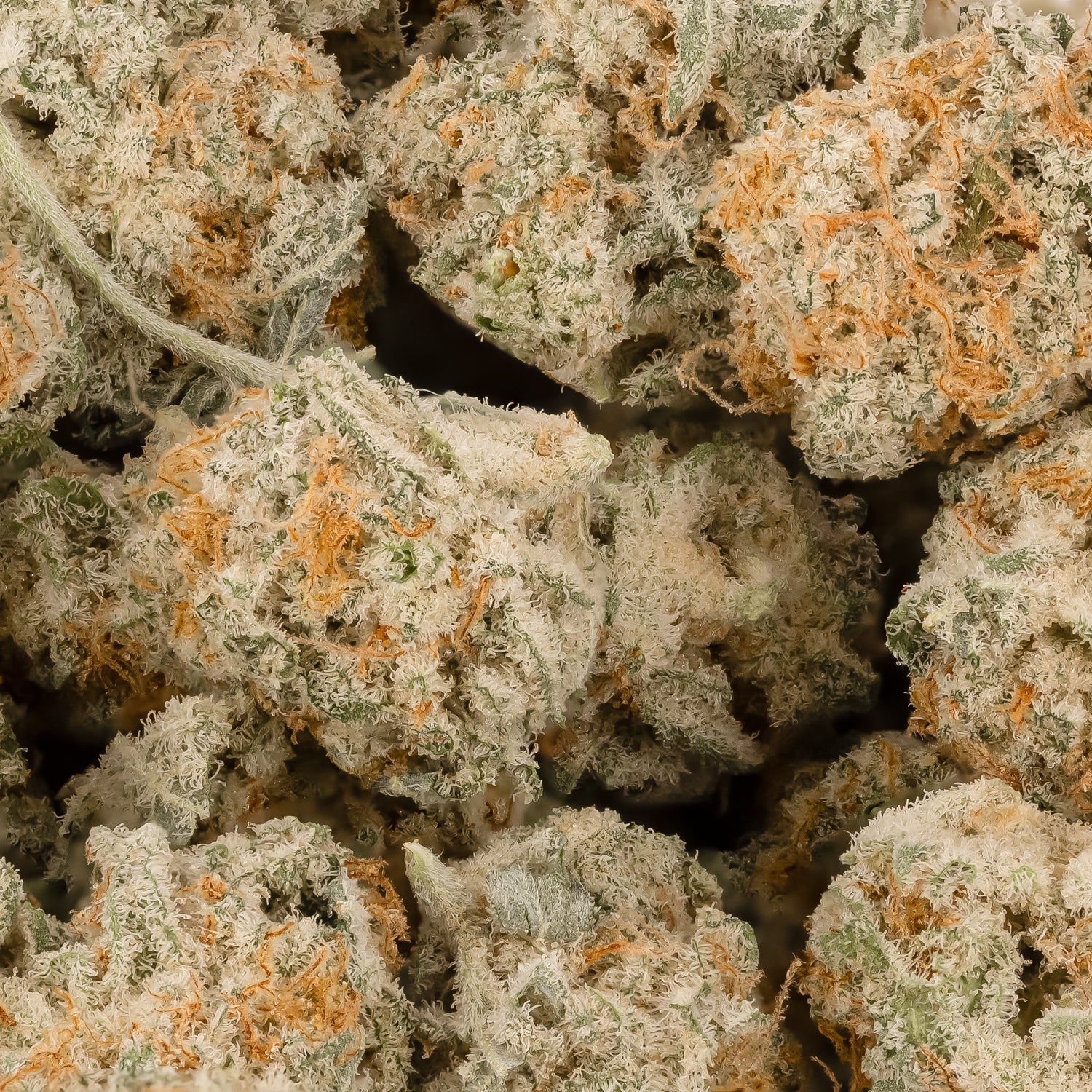 MiracleAlienCookies-JungleRidge-03