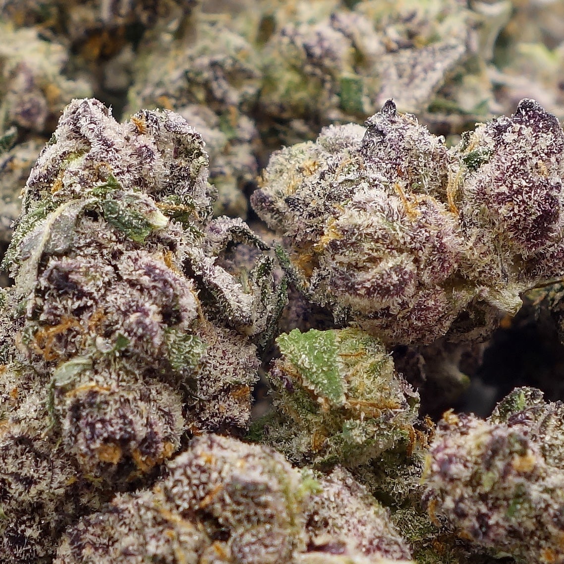 Grape-Biscotti-02