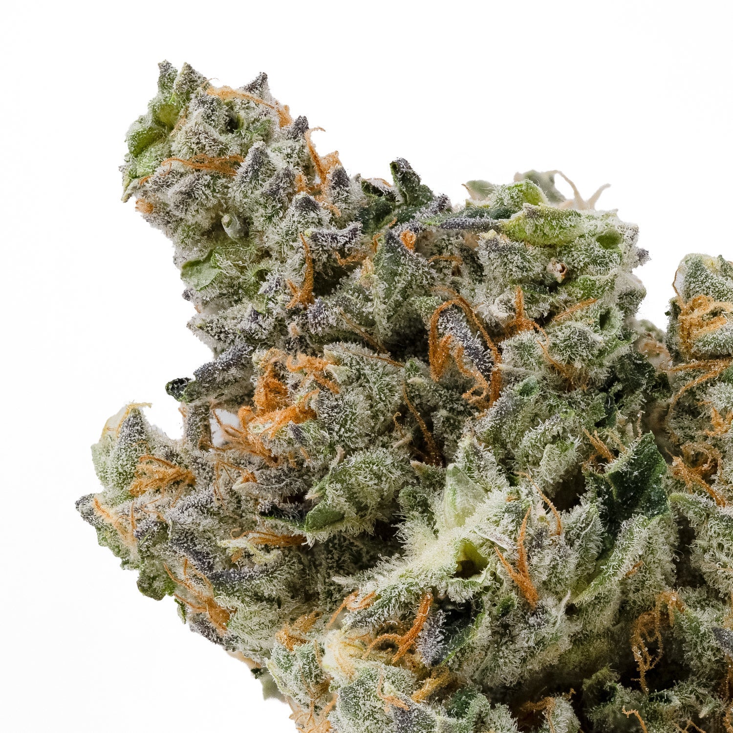 PunchDog-Albatross-04