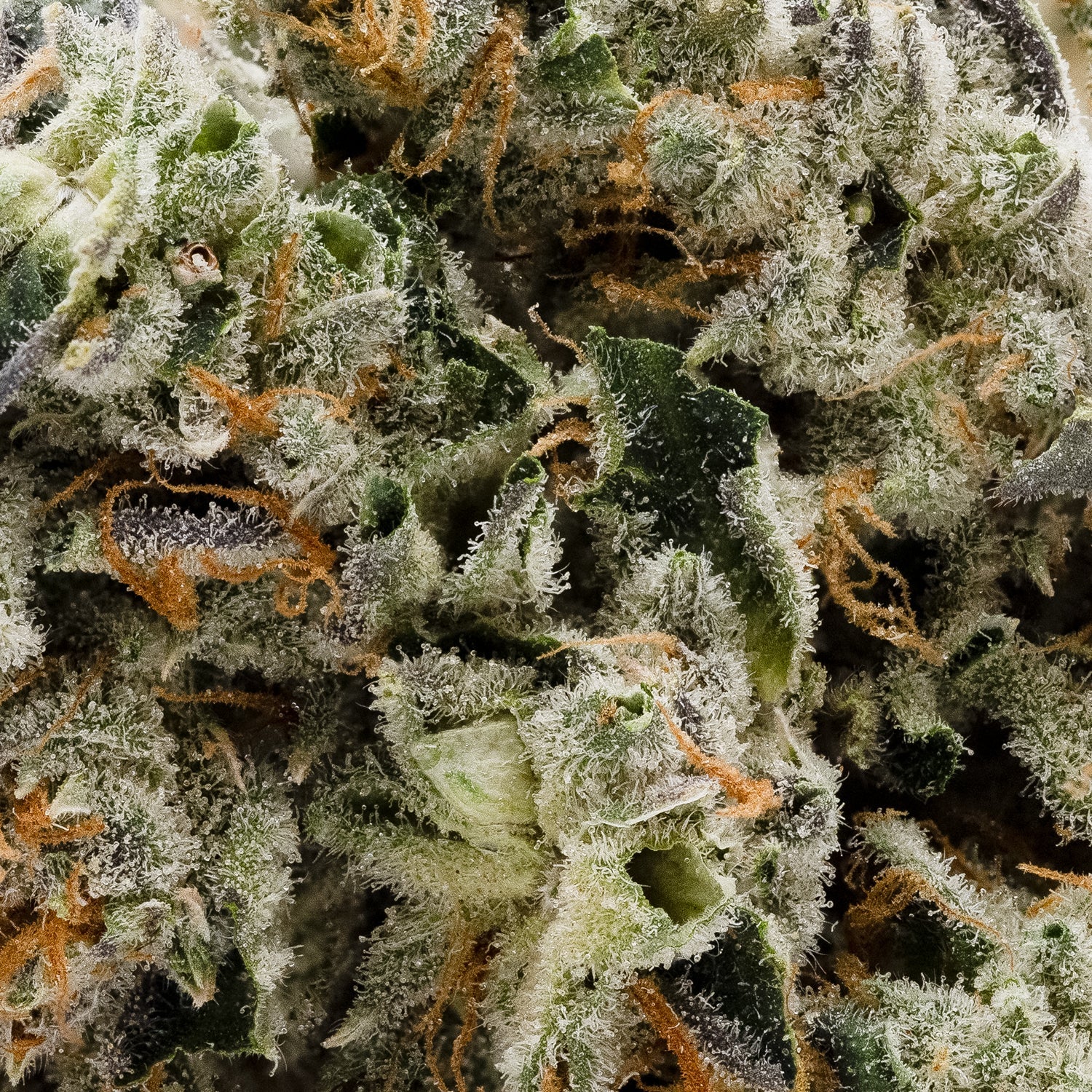 PunchDog-Albatross-05