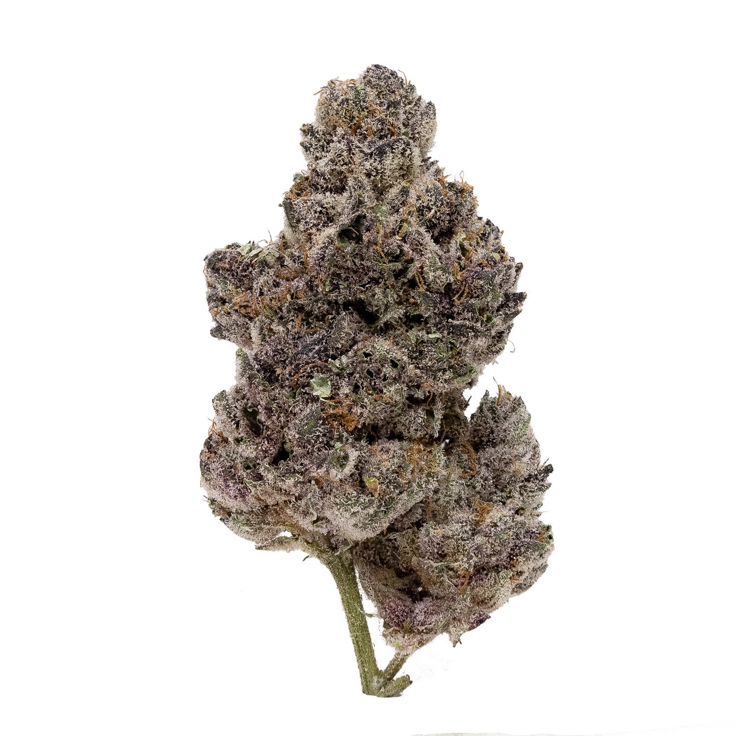 CherryTsunami-Hoot-03